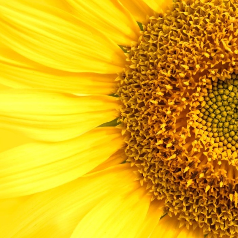 Sunflower Lecithin in Food Products Emulsifier & Stabilizer