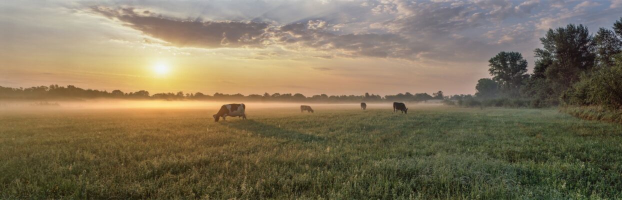 long image of cows with bovine gelatin