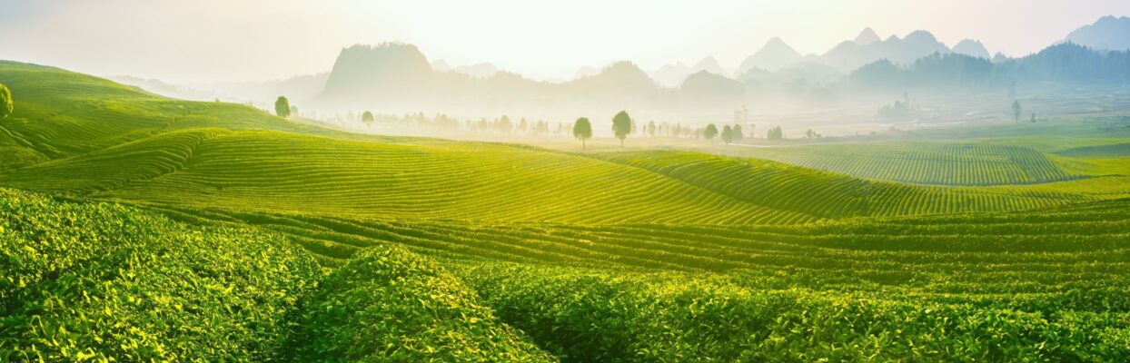 tea leaf plantation rectangle
