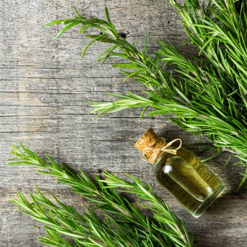Rosemary Extract Antioxidant In Food & Nutrition Knowde