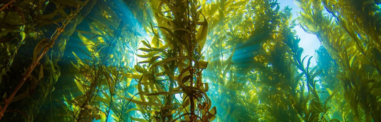 seaweed horizontal